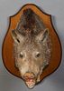 Small Taxidermied Brown Boar Head Mount, 20th c., on a shield shaped mahogany wall plaque, H.- 20 in., W.- 14 1/2 in., D.- 17 1/2 in.