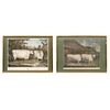 DURHAM TWIN STEERS/THE CASTLE HOWARD OXEN, ENGLAND, 19th century, Framed lithographies, colored by hand, 20.2 x 25.7" (51.5 x 65.5 cm)