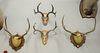 Group of European mounts from deer and elk along with a mule-deer shoulder mount, sizes vary.