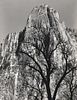 Ansel Adams (American, 1902-1984)      Sentinel Rock, Oak Tree
