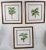 Set of 3 Large Format Palm Tree Lithographs