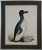 Prideaux John Selby 19th Century Color Engraving, "Great Auk", Plate LXXXII, circa 1830