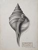 Christophe Paulin de la Poix de Fremenville (1747-1848) - Fusus Giganteus (Horse Conch Shell)