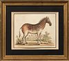 Two Framed Antique Prints:, George Edwards (British,1694-1773), Zebra femina...Drawn from the living Animal belonging to His Royal High