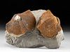 2 Paleozoic Brachiopod Fossils on Shale
