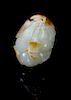 A Carved White Jade Pendant Height 1 7/8 inches.