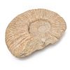 Large 13 inch Ammonite Fossil