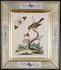 George Edwards: c18th engravings of birds - Priced each - Courtesy Dinan & Chighine