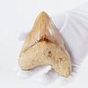Unusually Large Megalodon Tooth Fossil