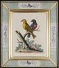 George Edwards: c18th engravings of birds - Courtesy Dinan & Chighine