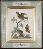George Edwards: c18th engravings of birds - Courtesy Dinan & Chighine
