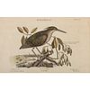 Five German-French Avian Hand-Colored Engravings