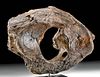 Fossilized Mammoth Neck Vertebra