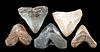 Fossilized Megalodon Teeth - Group of 5