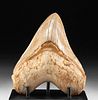Stunning Fossilized Megalodon Tooth - 5.5"