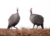 GROUP OF 2, HELMETED GUINEA FOWL MOUNT