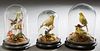 Three Victorian Taxidermied Bird Domes, 19th c., two with canaries, and one a hummingbird, H.- 9 1/2 in., Dia.- 6 1/2 in; H.- 10 in., Dia.- 6 in.; H.-