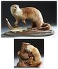 Two Taxidermied Animals, 20th c., consisting of a river otter on a shaped wooden base, H.- 18 in., W.- 28 in., D.- 15 1/2 in.; together with a tree ma