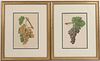 Two Framed Prints of Grapes