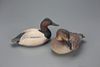 Canvasback Pair, The Ward Brothers