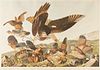 After Audubon "Virginia Partridge" Bien Edition Chromolithograph 289