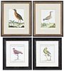 Four Continental Bird Prints