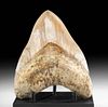 Massive Fossilized Megalodon Tooth