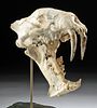 Rare Fossilized Sabertooth Hoplophoneus Skull
