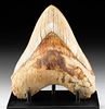 Beautiful Fossilized Megalodon Tooth