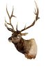 Montana Rocky Mountain 6x7 Trophy Elk Mount