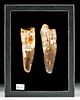 Huge North African Fossilized Spinosaur Teeth (2)