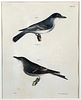 Two J.W. Hill Ornithological Prints
