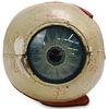 Antique Medical Anatomical Human Eye Model