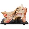 Antique Medical Anatomical Temporal Bone & Ear Model