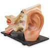 Antique Medical Anatomical Ear Model