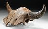 Large North American Fossilized Bison Antiquus Skull