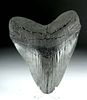 Massive Fossilized Megalodon Tooth - More than 6"