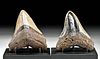 Two Fossilized Megalodon Teeth w/ Gorgeous Gradients