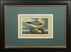 John James Audubon (1785-1851, Haitian/American), "Fulmar Petrel," No. 53, Plate 264, Amsterdam edition, presented in a black wood frame, H.- 13 1/2 i