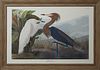 John James Audubon (1785-1851, Haitian/American), "Purple Heron," No. 52, Plate 28, Princeton edition, presented in a wide distressed frame, H.- 25 3/