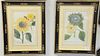 Set of Four Johann Wilhelm Weinmann (1683 - 1741) Botanical Hand Colored Engravings, of chrysanthemums, each matted in black and gilt frames, each sig