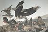 Audubon Virginia Partridge by Bernard Loates