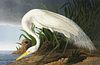 Audubon Snowy Egret by Bernard Loates