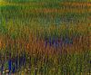 John Wawrzonek  Green and Yellow Grass, Blue Water