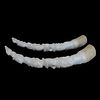 Pair of African Tusks