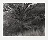 George Tice
(American, b. 1938)
Oak Tree, Holmdel, New Jersey, 1980