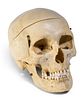A European Medical Instruction Human Skull