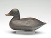 Ruddy duck, Cecil County, Maryland, last quarter 19th century.