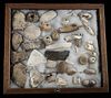 38 Native American Calusa Shell, Coral & Stone Tools