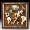 12 Native American Calusa Shell & Stone Artifacts